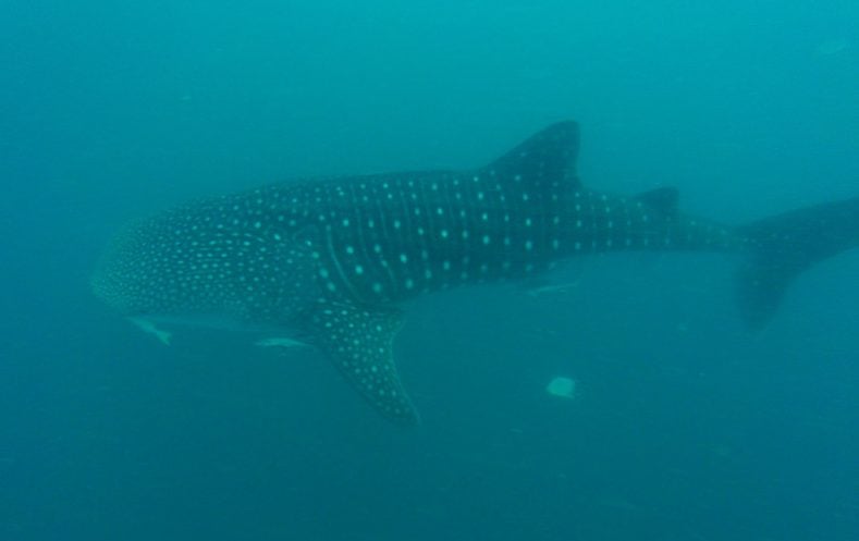 whale shark diving donsol