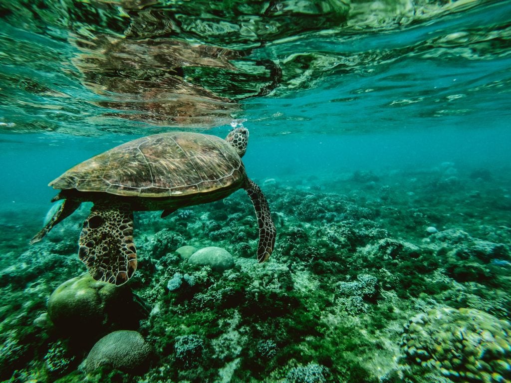 Adventurous Things To Do In The Philippines