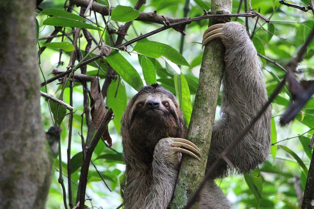 Sloth Backpackers Best Honeymoon Destinations In February - Honeymoon Backpackers